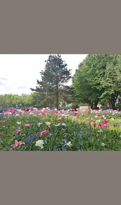 Jolies fleurs